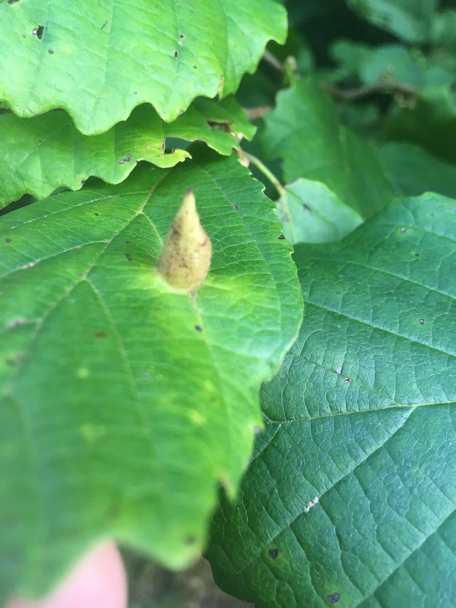 Image of Witch Hazel Cone Gall Aphid