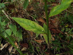 Image of Long-Leaf Lobelia