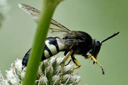 Image of Horse Guard Wasp