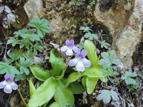 Image of Pinguicula mundi G. Blanca, M. Jamilena, M. Ruiz-Rejan & R. Zamora