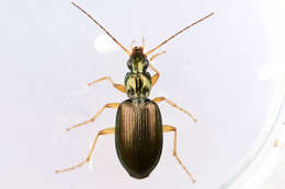 Image of Agonum (Olisares) extensicolle (Say 1823)