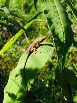 Image of Schiede's Anole