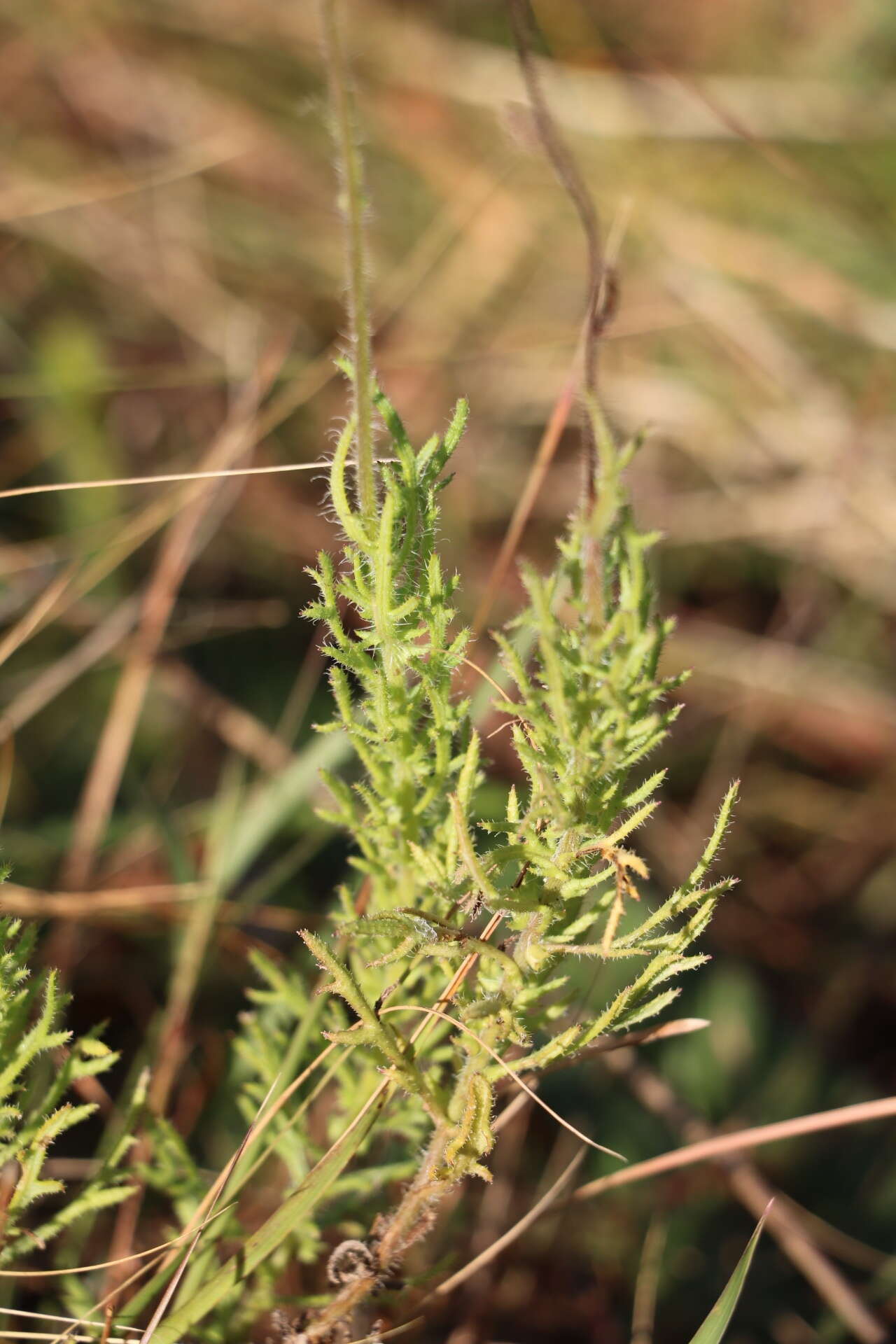 Image of Senecio erubescens var. incisus DC.