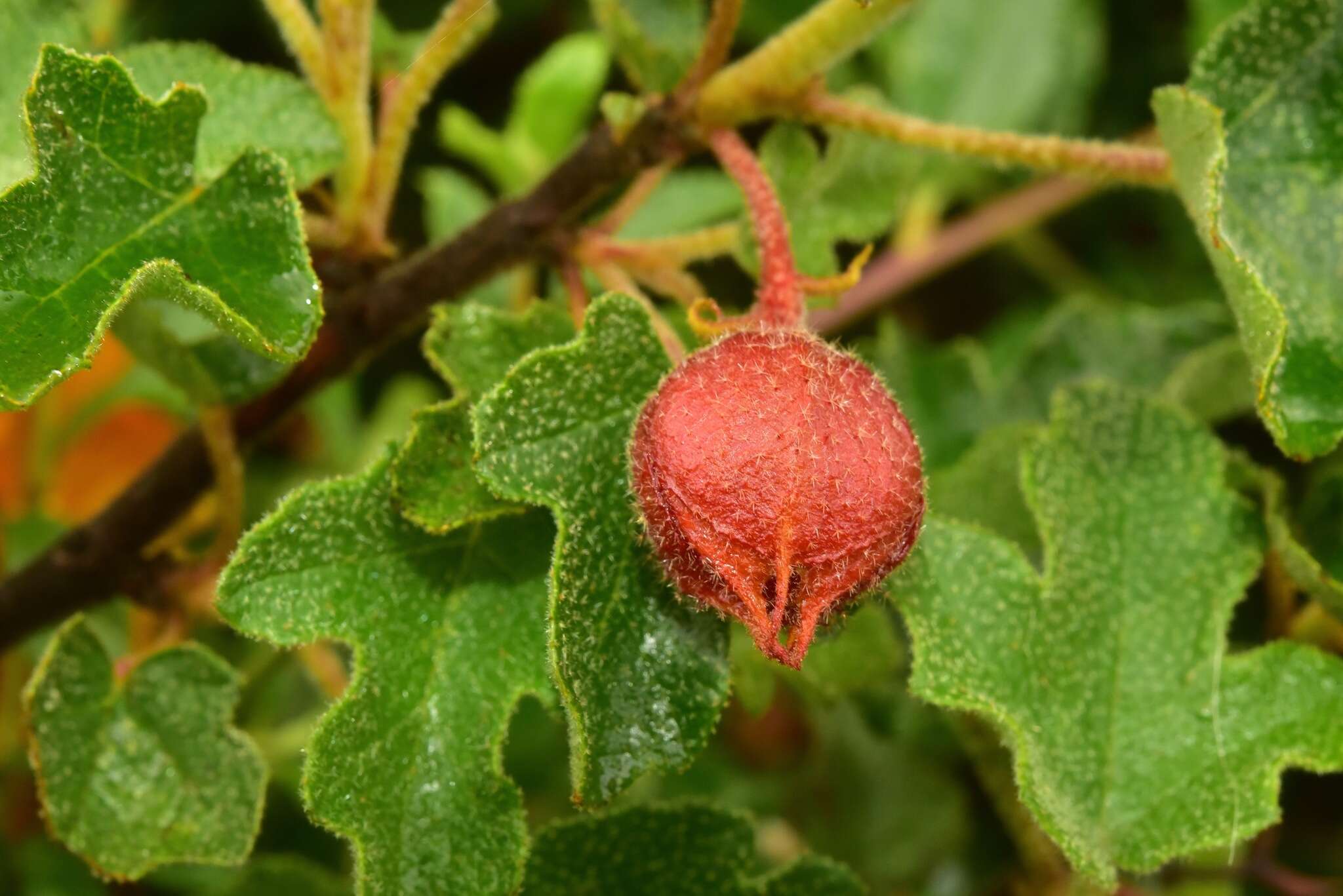 Image of Pine Hill flannelbush