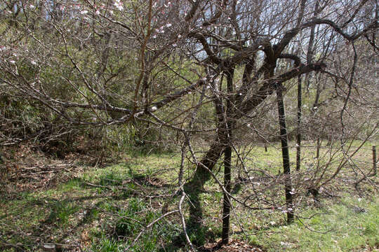 Plancia ëd Prunus subhirtella Miq.