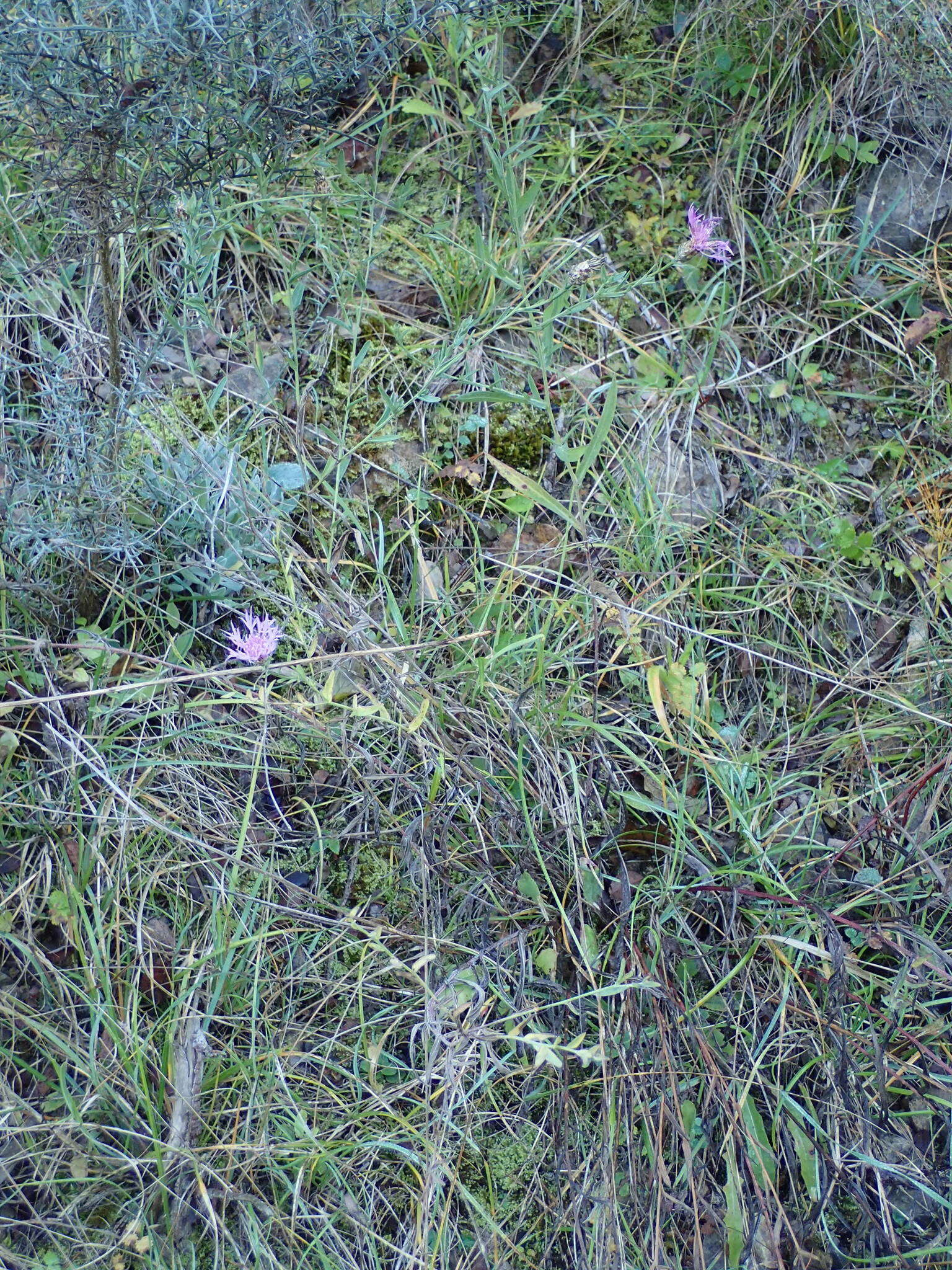 Image of Centaurea jacea subsp. timbalii (Martrin-Donos) Br.-Bl.