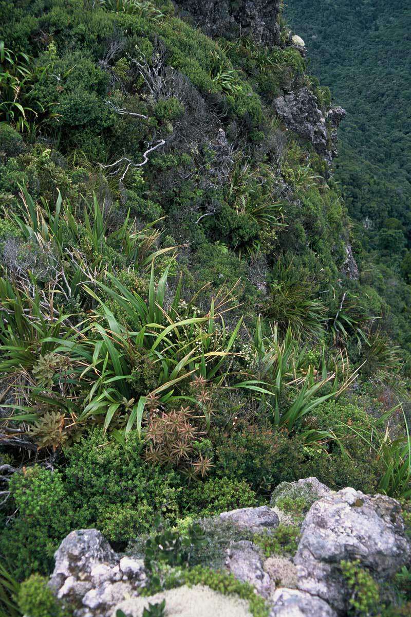 Image of Epacris pauciflora var. sinclairii (Hook. fil.) Cheesem.