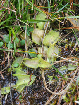 Imagem de Pinguicula corsica Bernard & Gren.