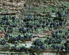 Image of dot lichen