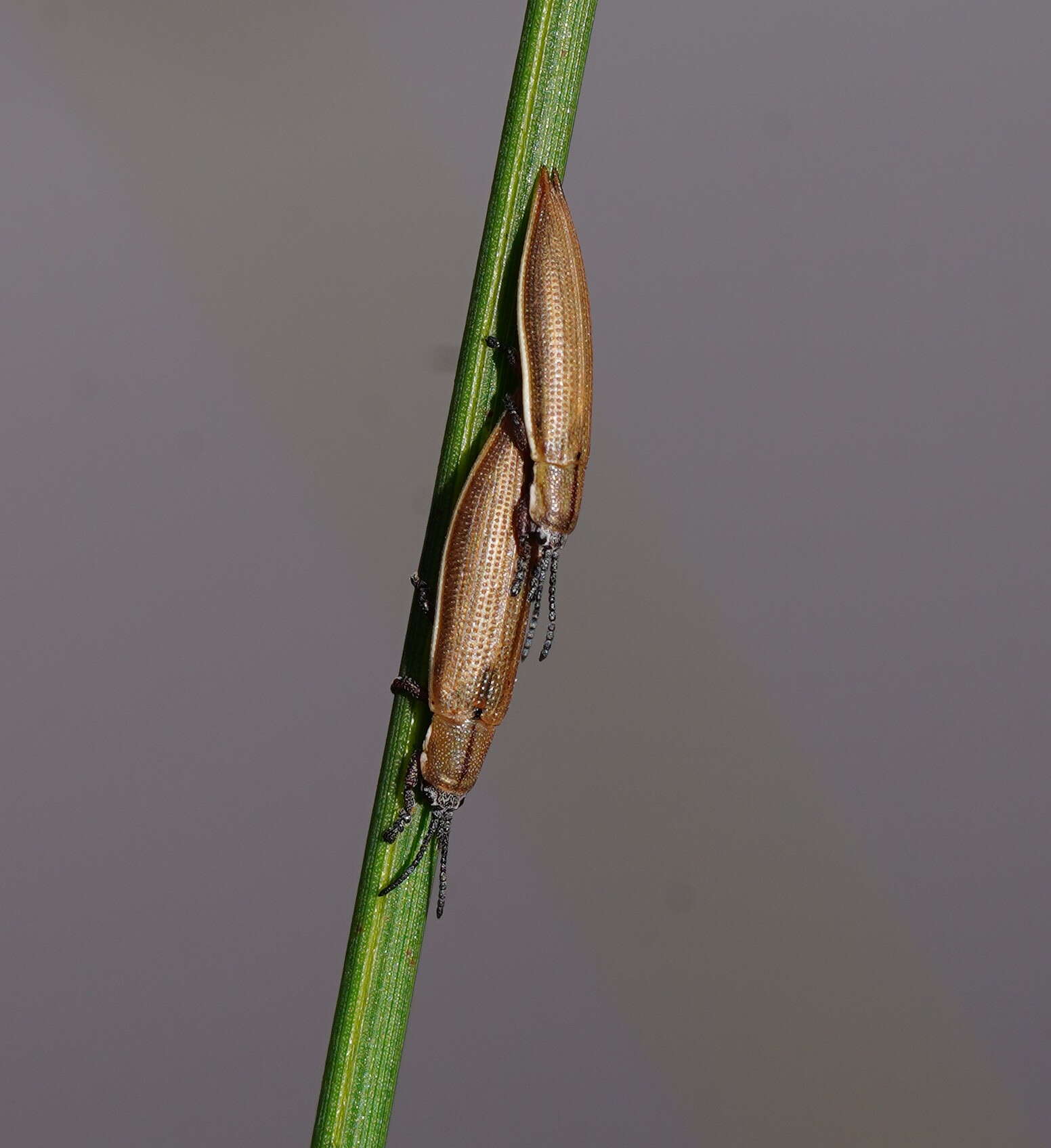 Plancia ëd Eurispa albipennis (Germar 1848)