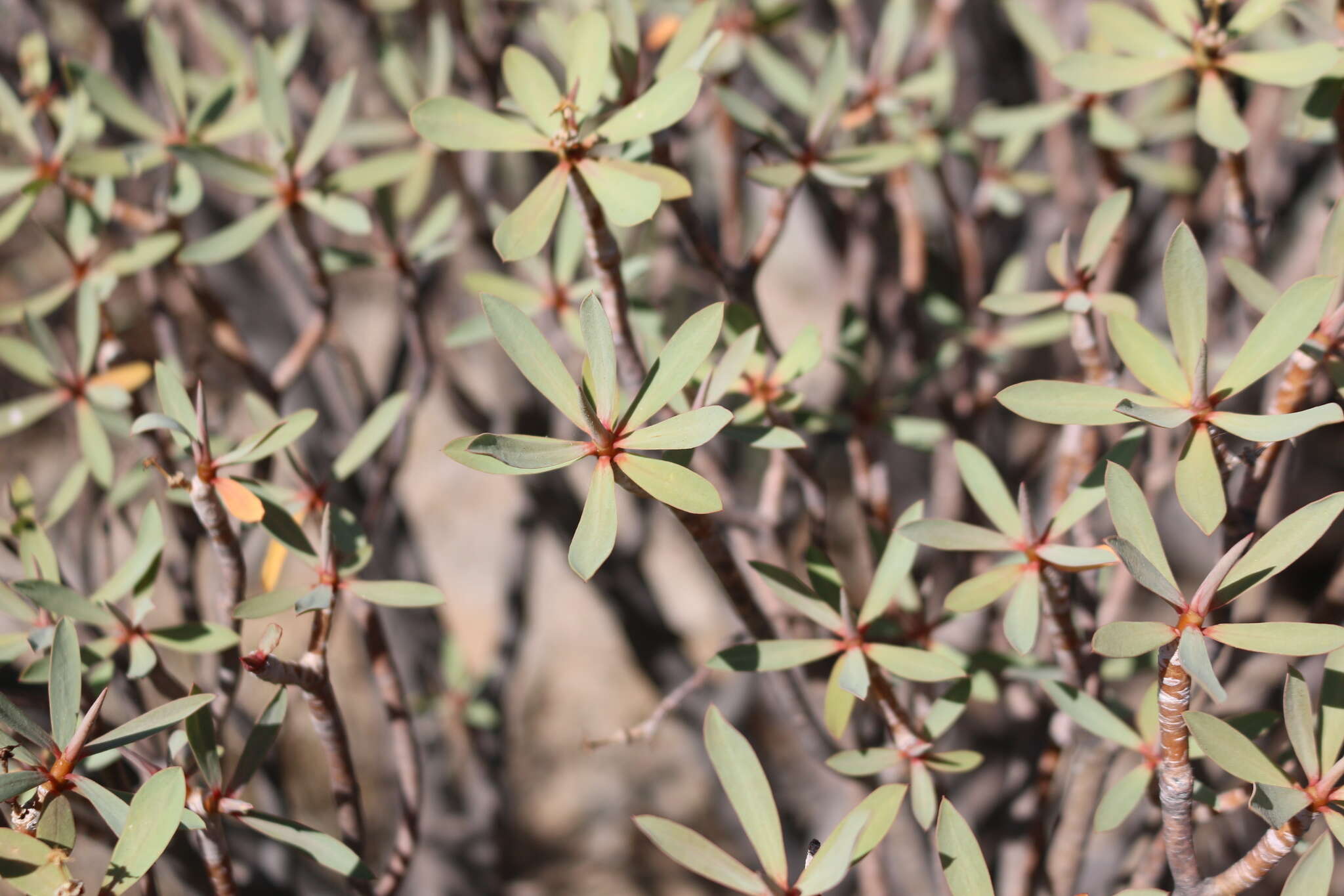 Image of Euphorbia balsamifera Aiton