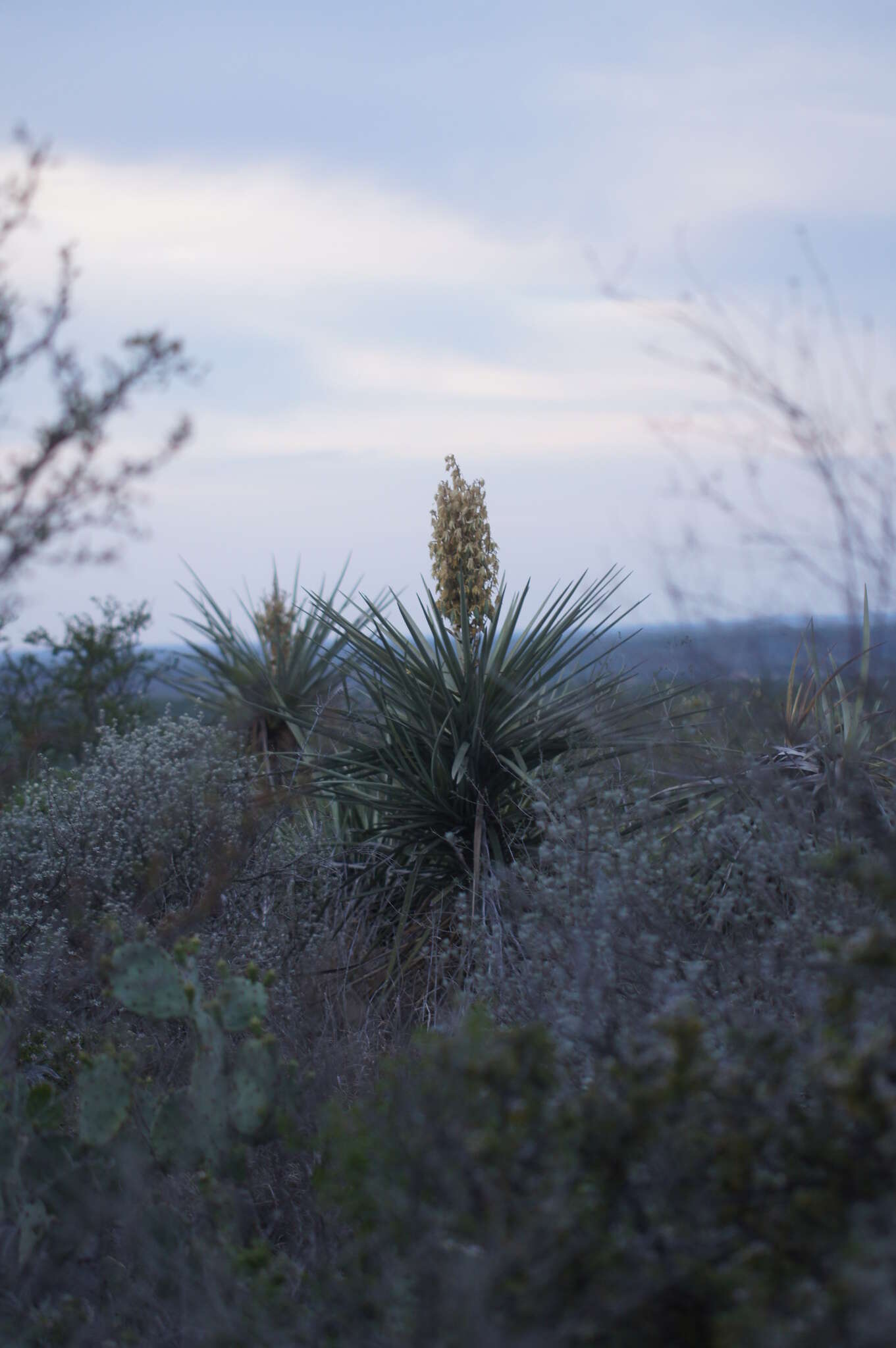 Sivun Yucca faxoniana Sarg. kuva