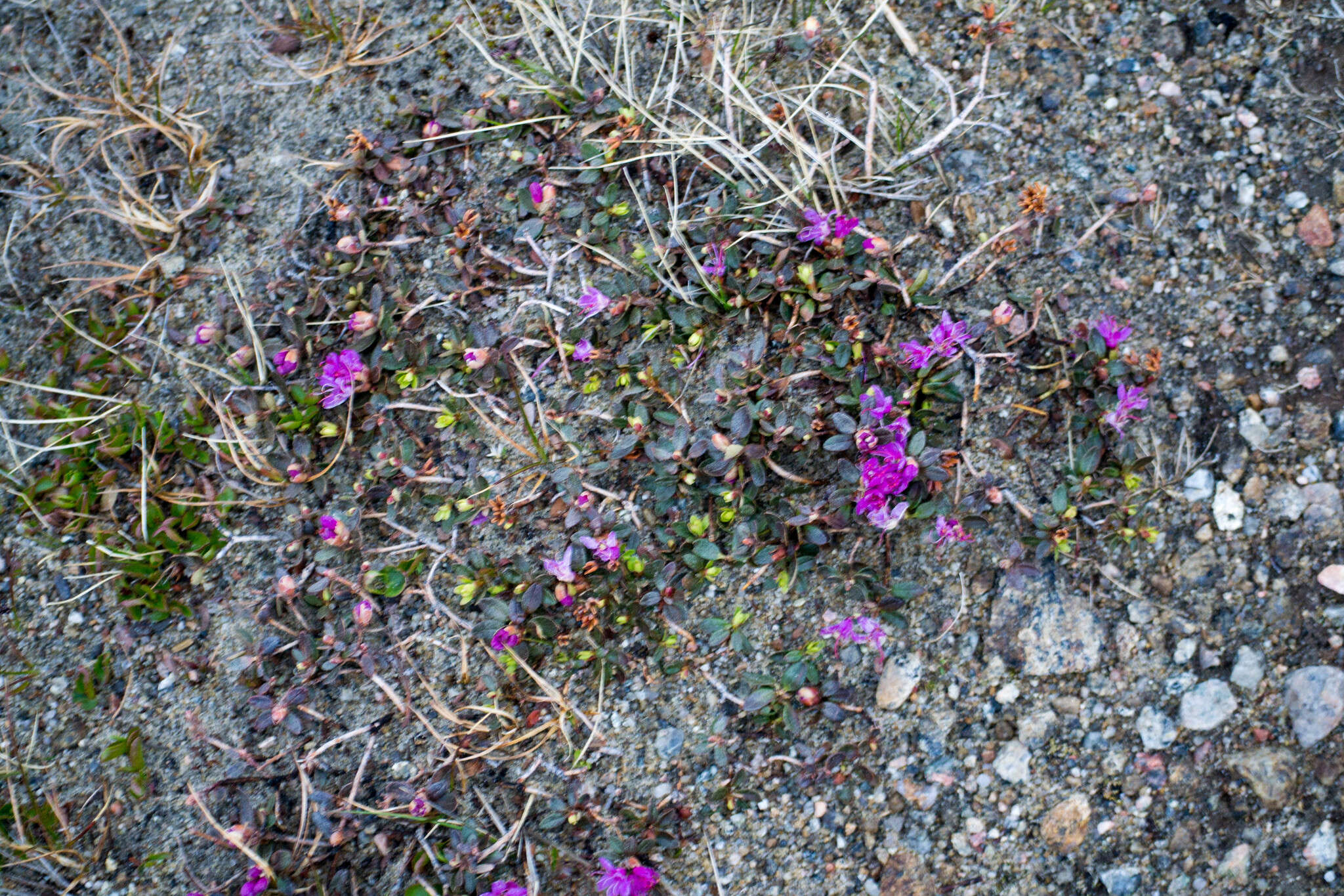 صورة Rhododendron lapponicum (L.) Wahlenb.