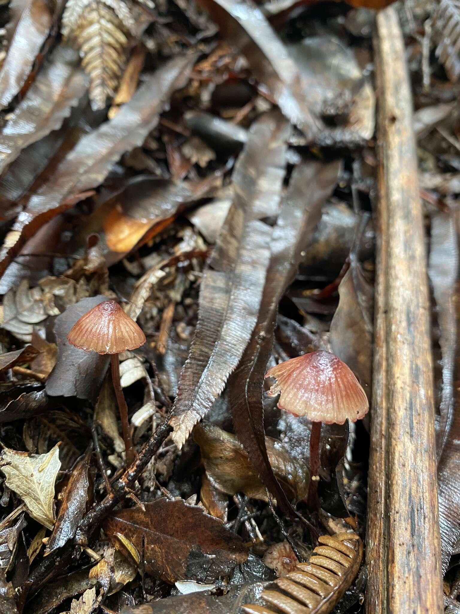 Plancia ëd Mycena mariae G. Stev. 1964