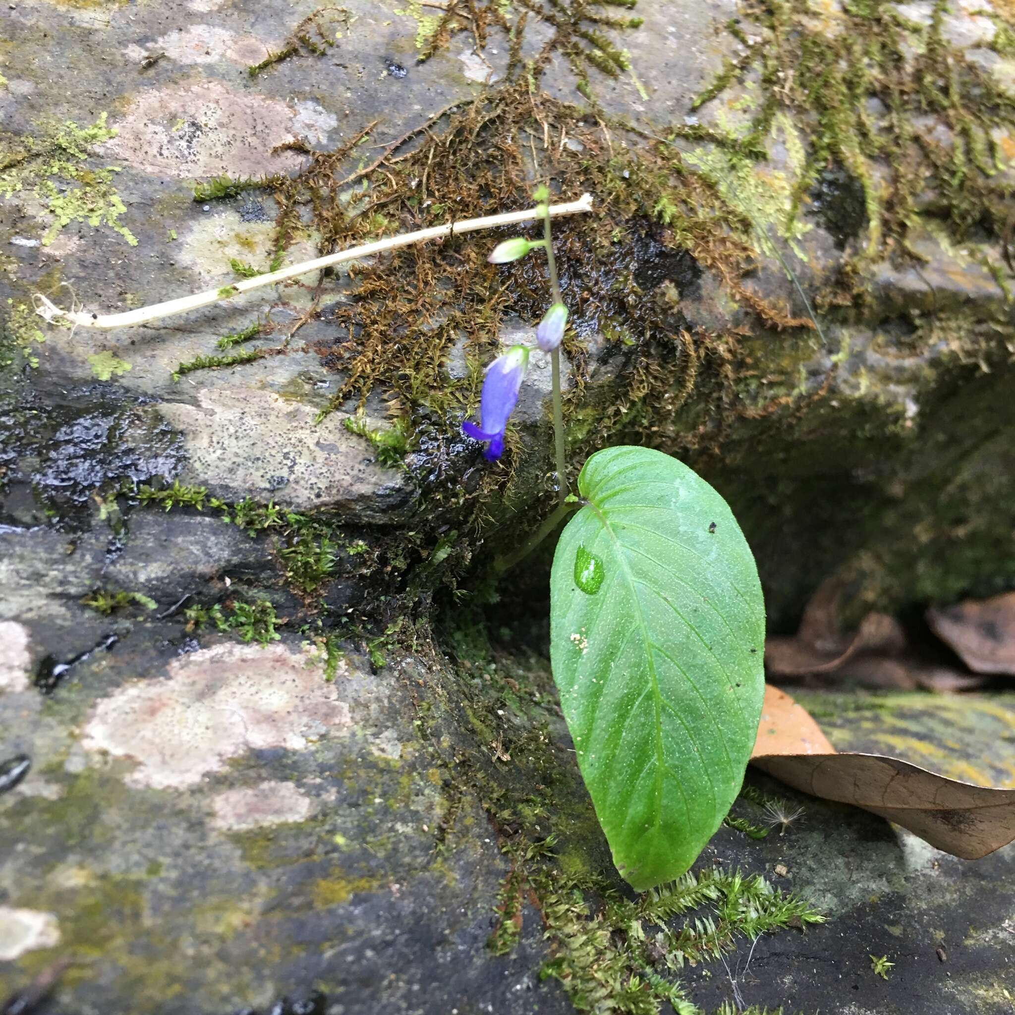 Imagem de Rhynchoglossum obliquum Blume