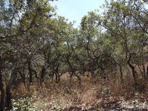 Image of Quercus oleoides Schltdl. & Cham.