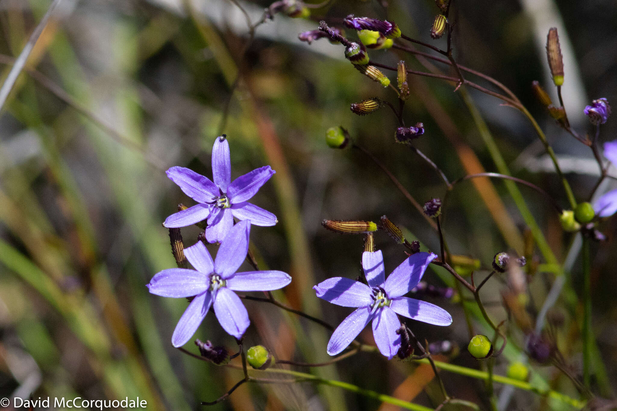 Image of Agrostocrinum hirsutum (Lindl.) Keighery