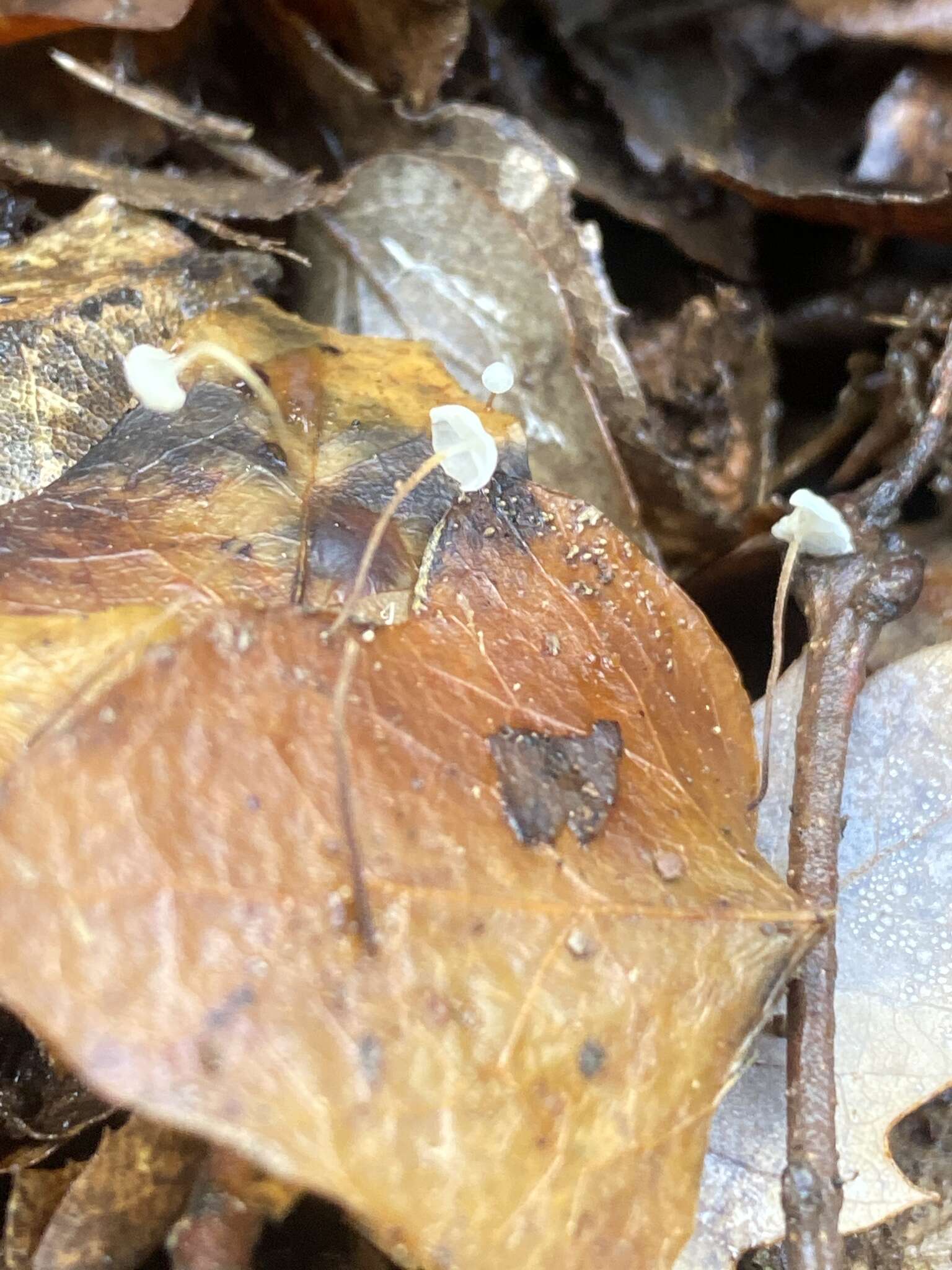 Слика од Marasmius epiphylloides (Rea) Sacc. & Trotter 1925