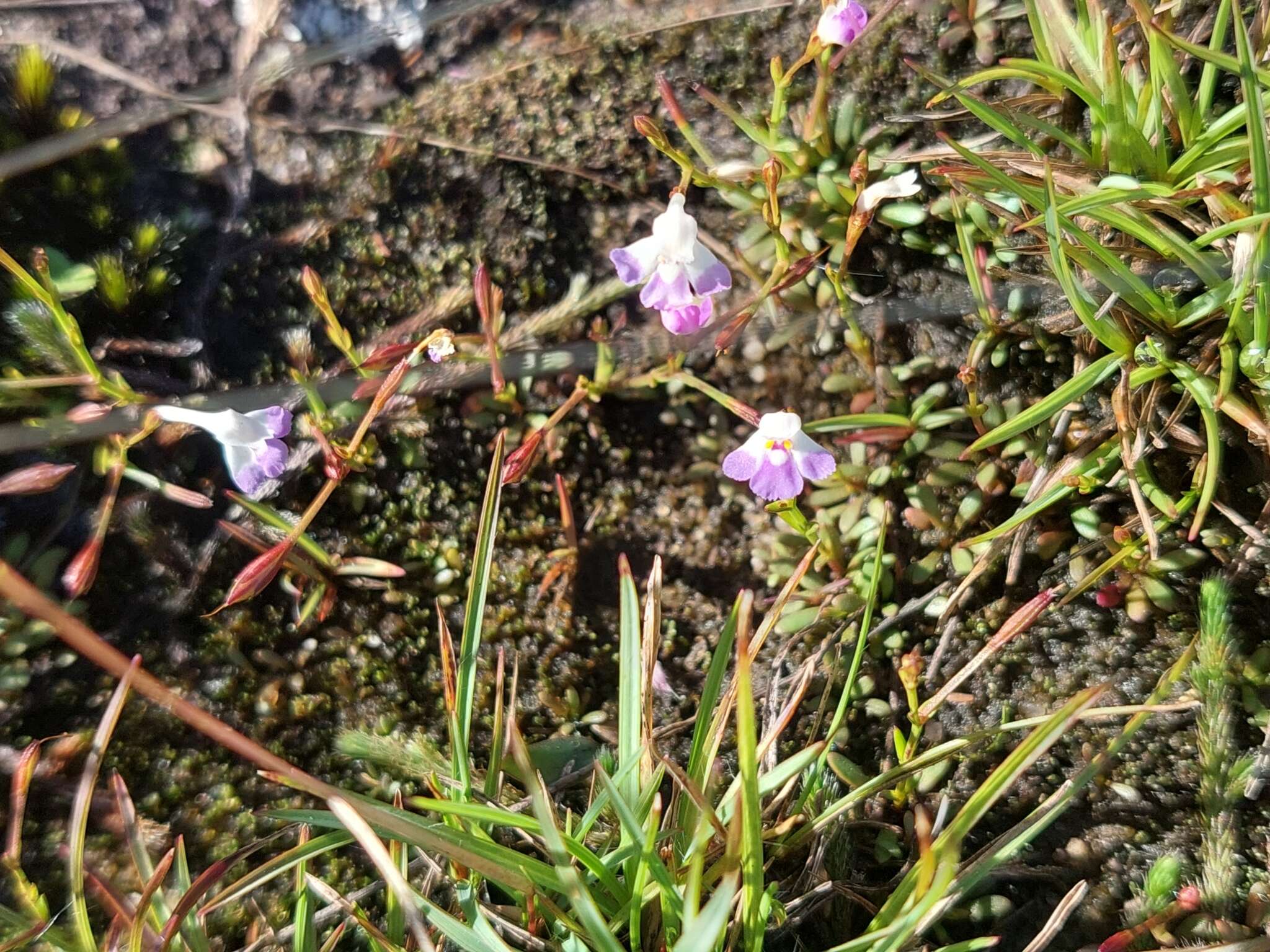 صورة Linderniella wilmsii (Engl.) Eb. Fisch., Schäferh. & Kai Müll.