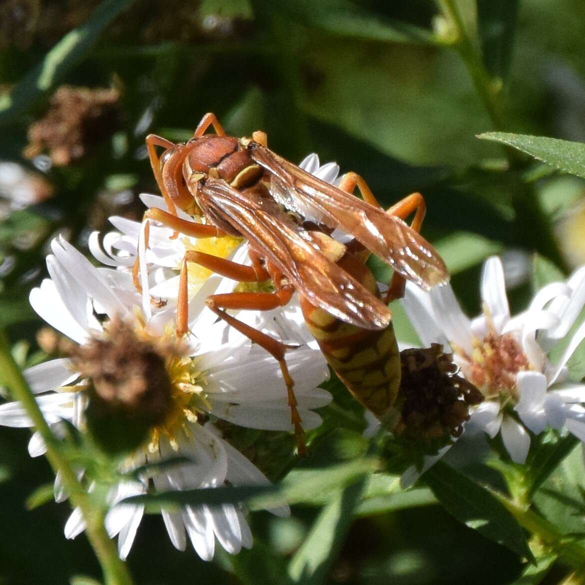 Image of Polistes apachus de Saussure 1857