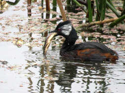 صورة Hoplias argentinensis