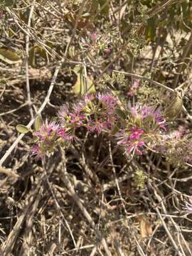 Image de Combretum albiflorum (Tul.) C. C. H. Jongkind