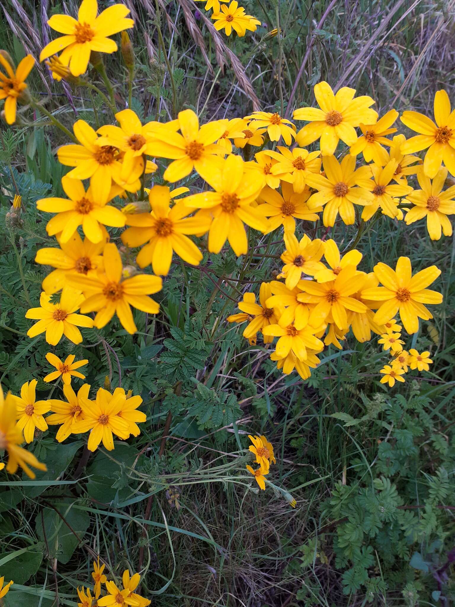 Imagem de Tagetes zypaquirensis Humb. & Bonpl.