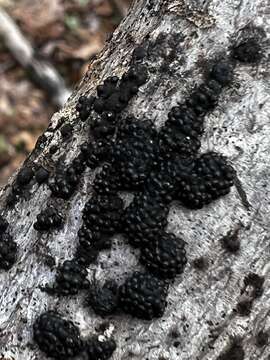 Annulohypoxylon truncatum (Starbäck) Y. M. Ju, J. D. Rogers & H. M. Hsieh 2005的圖片