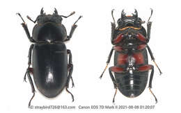 Image of Dorcus rubrofemoratus chenpengi (Li 1992)