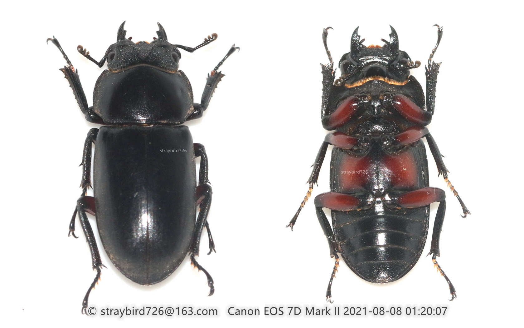 Image of Dorcus rubrofemoratus chenpengi (Li 1992)