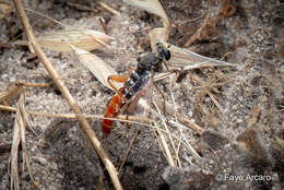 Image of Miltinus stenogaster (Westwood 1841)