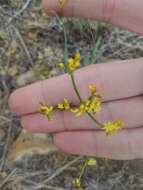 Plancia ëd Eriogonum brevicaule Nutt.