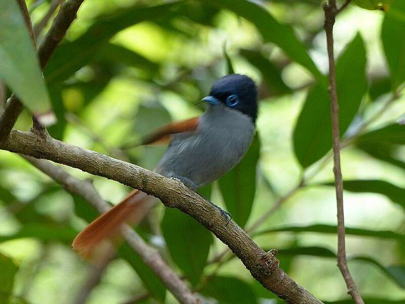 Image of Mascarene Paradise Flycatcher