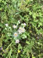 Plancia ëd Erigeron acris subsp. podolicus (Bess.) Nym.