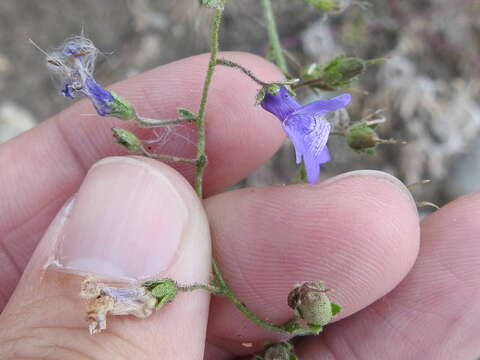 Image of violet snapdragon