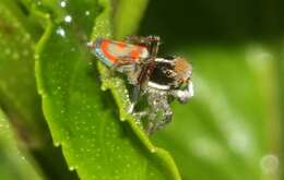 Image of Peacock spider