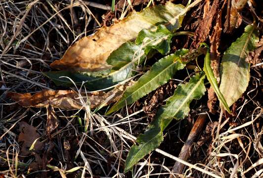 Image de Rumex stenophyllus Ledeb.