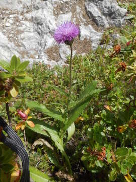 Image of alpine thistle