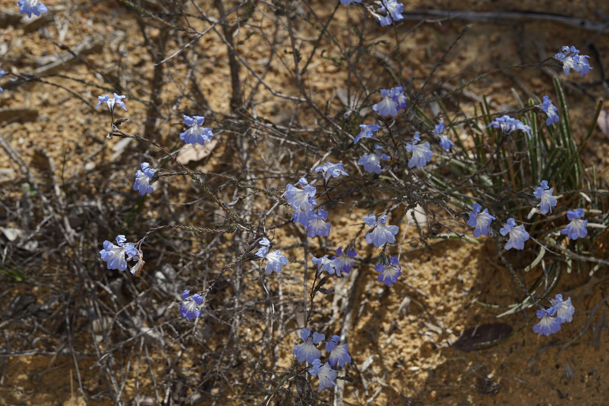 Image of Blue Lechenaultia