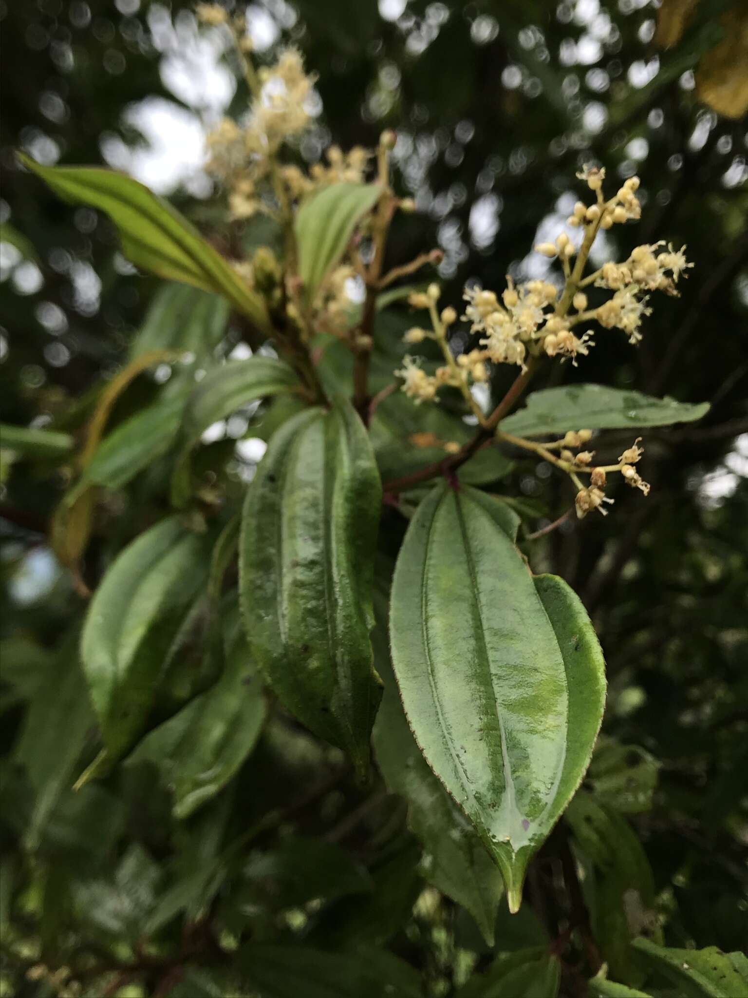 Слика од Miconia theizans (Bonpl.) Cogn.