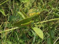 Image of Chondracris bengalensis Mungai 1992