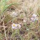 Sivun Erigeron corymbosus Nutt. kuva