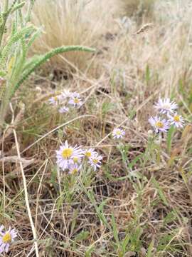 Image of longleaf fleabane