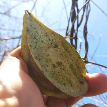 Plancia ëd Gonolobus naturalistae