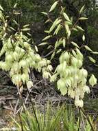 Image of San Angelo yucca