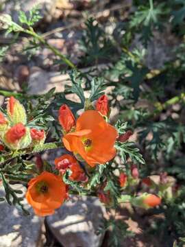 Image of Rusby's globemallow