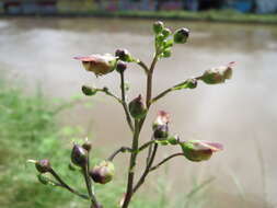 Image of common figwort