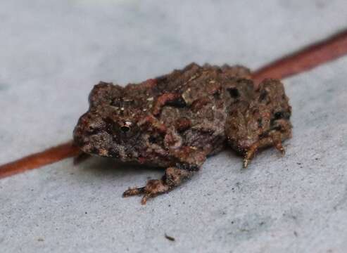 Image of Emilio's Ground Frog