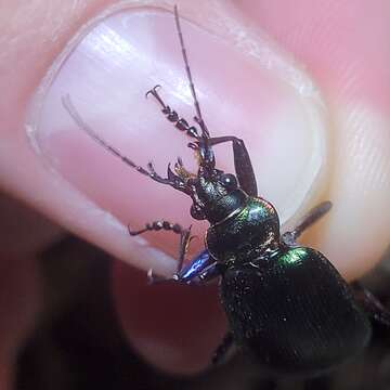 Слика од Calosoma (Calosoma) wilcoxi Le Conte 1847