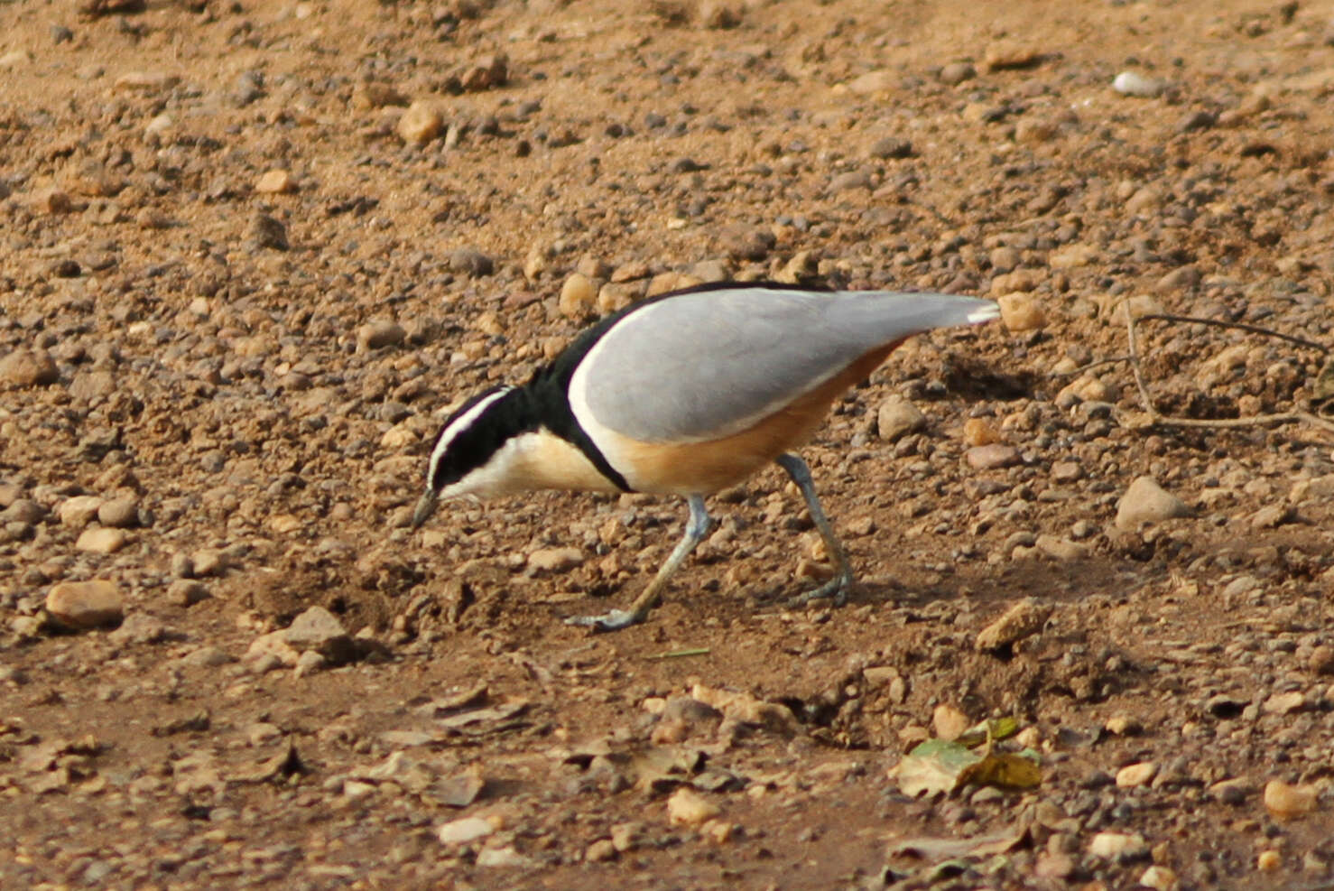 Image of Egyptian plovers